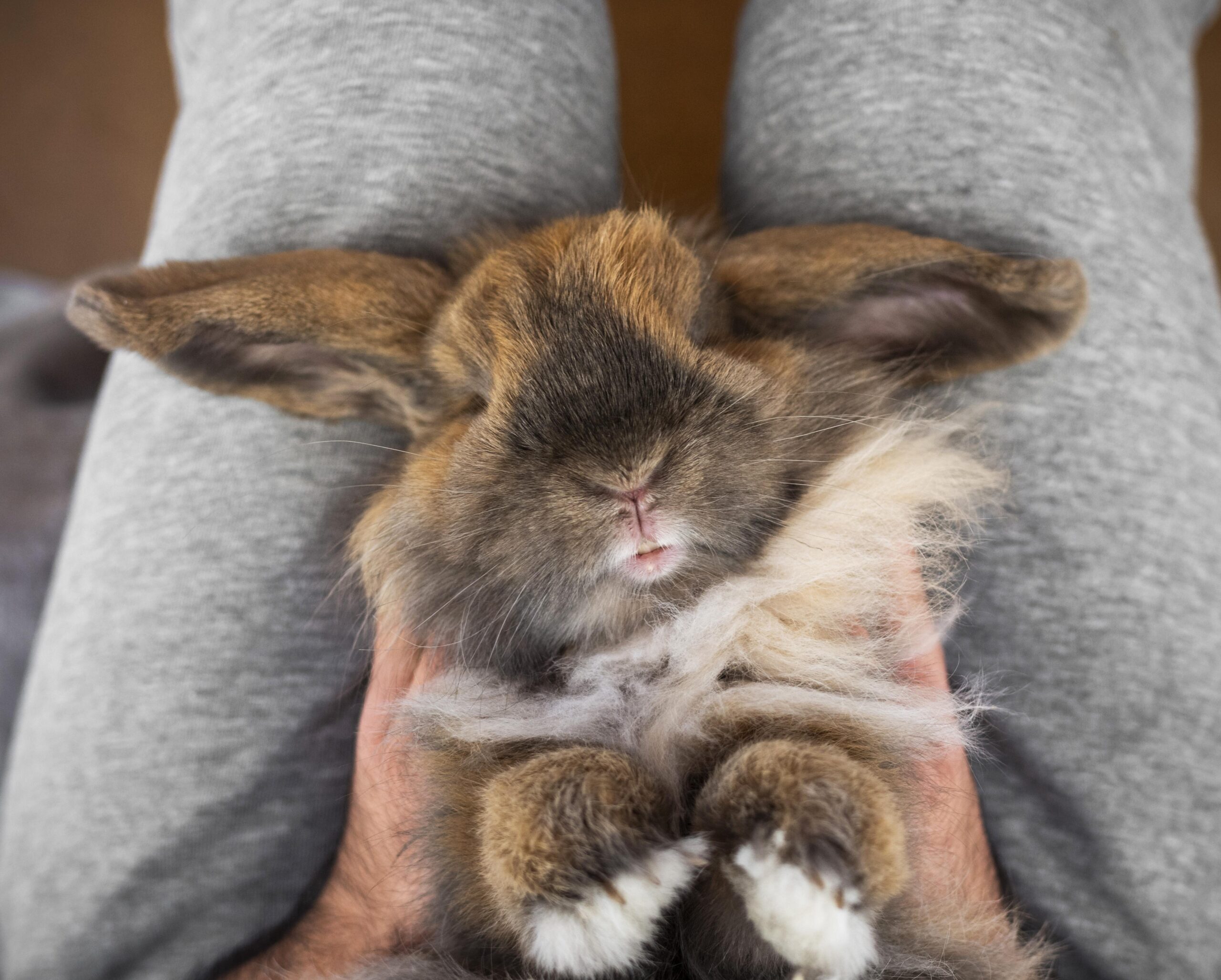 close-up-owner-holding-rabbit-legs