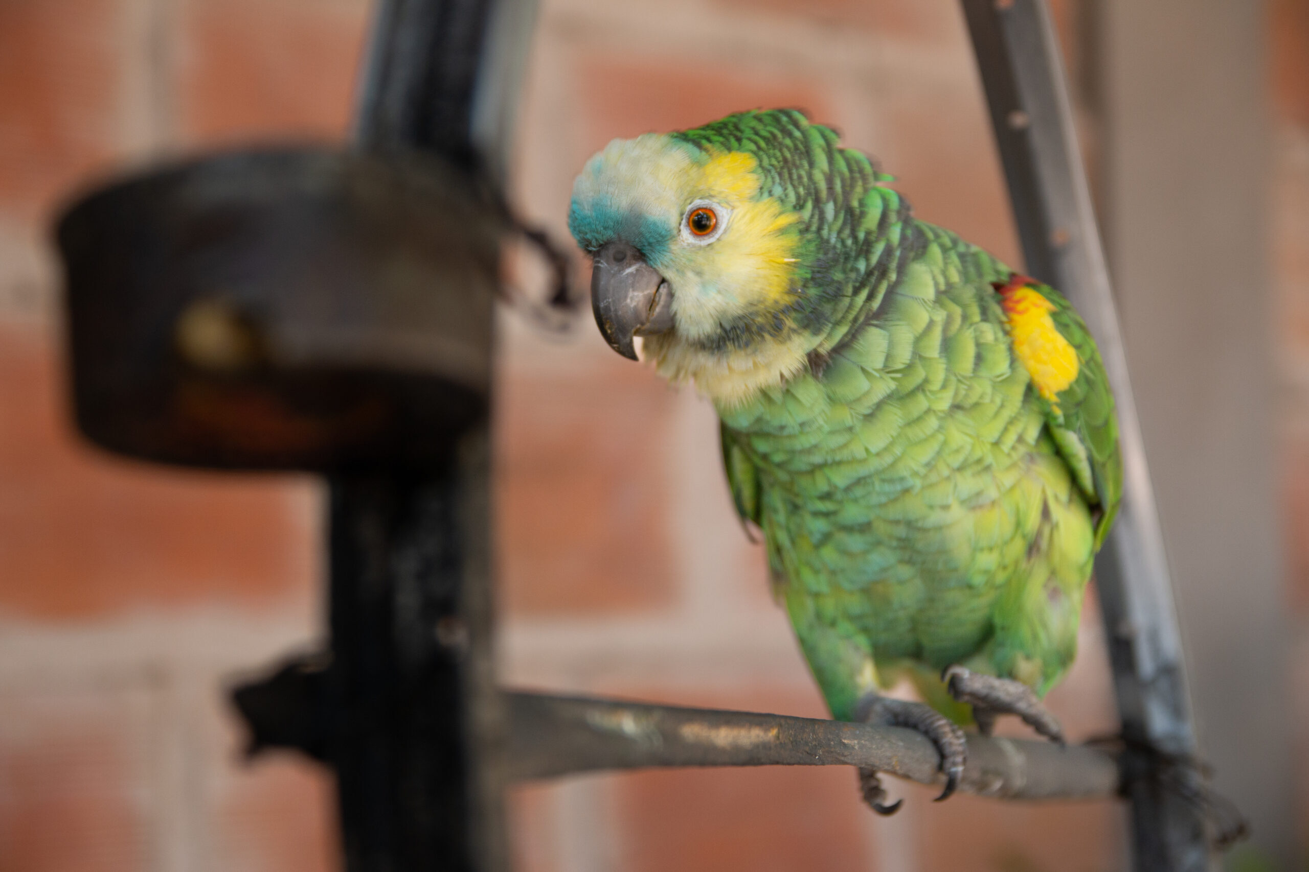 close-up-parrot