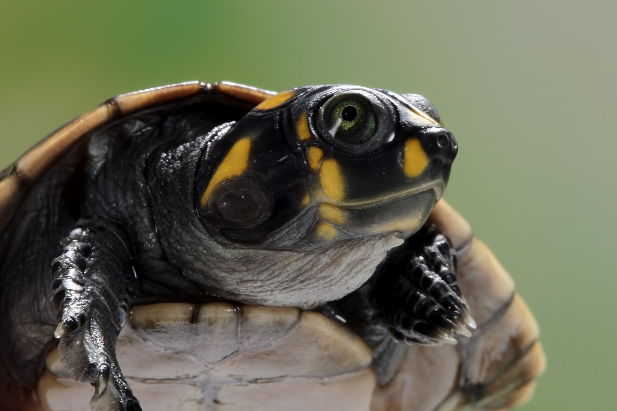 cute-face-clown-turtle-podoclemys-unifilis-closeup-turtle